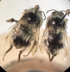 Bombus mixtus