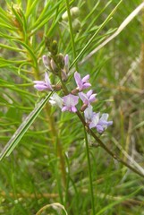 Oxytropis glabra