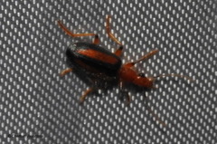 Drypta lineola