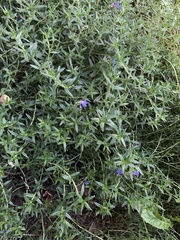 Glandora prostrata