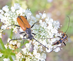 Stenurella septempunctata