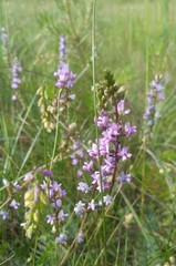 Oxytropis glabra