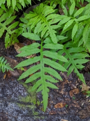 Lorinseria areolata image