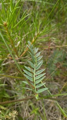 Oxytropis glabra