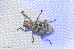 Myllocerina
