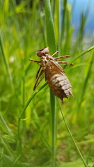 Corduliidae