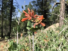 Lonicera arizonica