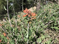 Lonicera arizonica