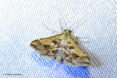 Diasemia