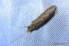 Annulipalpia
