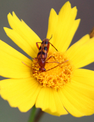 Strangalia sexnotata