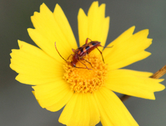 Strangalia sexnotata
