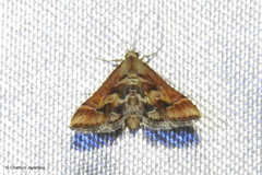 Diasemia