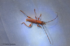 Nyphasia torrida