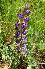Lupinus formosus formosus
