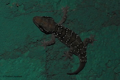 Hemidactylus lankae