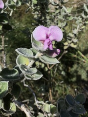 Podalyria hirsuta