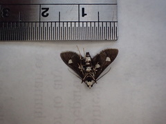 Desmia maculalis