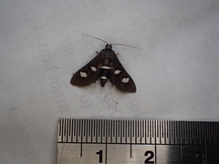 Desmia maculalis