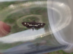 Desmia maculalis