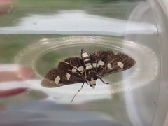Desmia maculalis