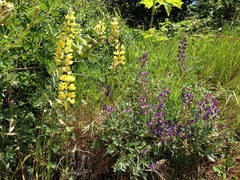 Lupinus formosus formosus