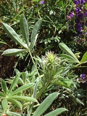 Lupinus formosus formosus
