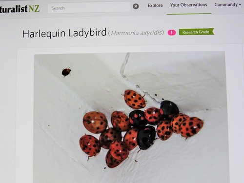 Photo of Asian Lady Beetle (Harmonia axyridis)
