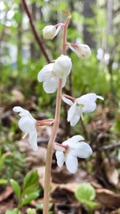 Pyrola grandiflora