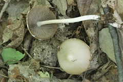 Psathyrella kauffmanii