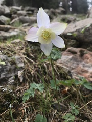 Aquilegia coerulea