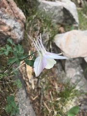 Aquilegia coerulea