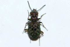 Elaphrus californicus
