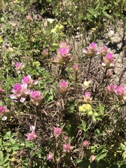 Orthocarpus cuspidatus