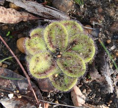 Drosera collina