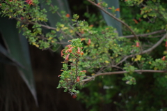 Clinopodium tomentosum
