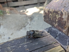 Cryptotympana takasagona