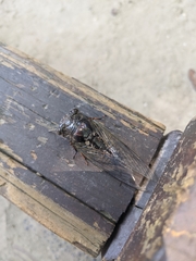 Cryptotympana takasagona