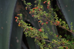 Clinopodium tomentosum