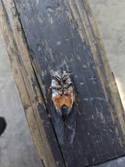 Cryptotympana takasagona