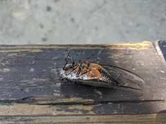 Cryptotympana takasagona