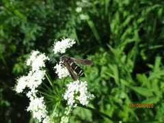 Paranthrene tabaniformis