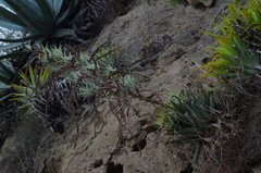 Tillandsia secunda