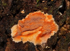 Gloeoporellus merulinus