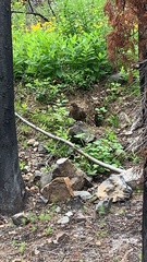 Canachites canadensis