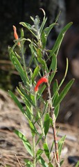 Adenanthos barbiger