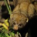 West African Potto - Photo (c) Markus  Lilje, some rights reserved (CC BY-NC-ND), uploaded by Markus  Lilje