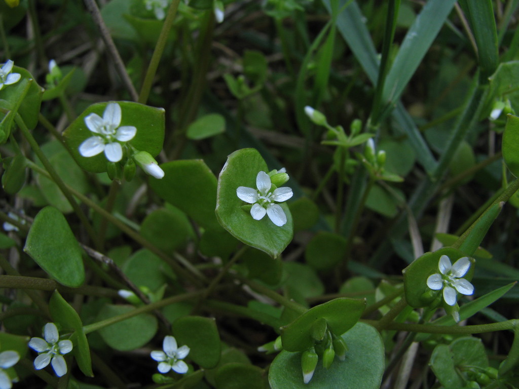 Miner's Lettuce (Edible Plants on UC Berkeley Campus) · iNaturalist Mexico