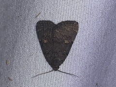 Idia diminuendis