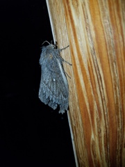 Gloveria arizonensis